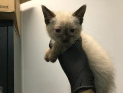 Shelter Stray Female Cat last seen Near BLOCK LOS CABOS AVE, Thousand Palms, CA 92276