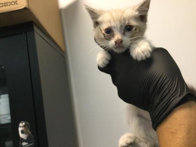 Shelter Stray Male Cat last seen Near BLOCK LOS CABOS AVE, Thousand Palms, CA 92276