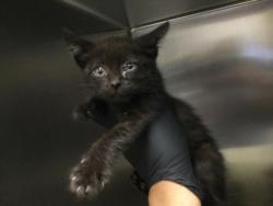 Shelter Stray Female Cat last seen Near BLOCK LOS CABOS AVE, Thousand Palms, CA 92276