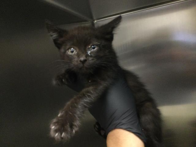 Shelter Stray Female Cat last seen Near BLOCK LOS CABOS AVE, Thousand Palms, CA 92276