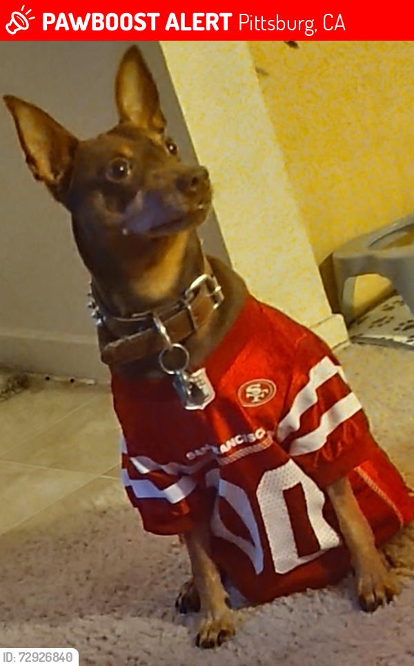 Lost Male Dog last seen Pheasant, Pittsburg, CA 94565