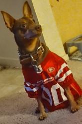 Lost Male Dog last seen Pheasant, Pittsburg, CA 94565