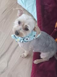 Lost Male Dog last seen Choiceana and lemon, Hesperia, CA 92345
