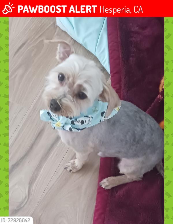 Lost Male Dog last seen Choiceana and lemon, Hesperia, CA 92345