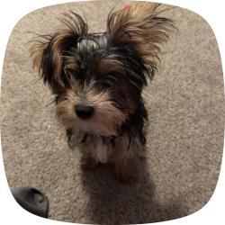 Reunited Male Dog last seen Near Brighton Blvd, Denver, CO 80216, USA, Denver, CO 80216