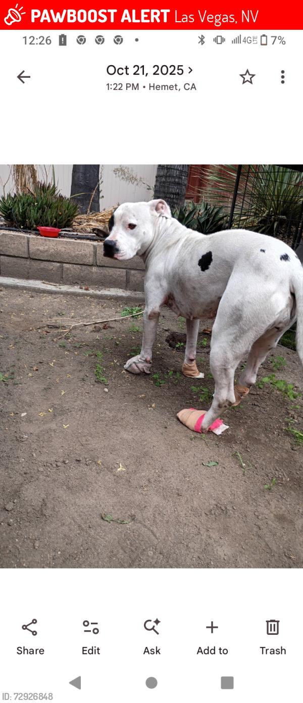 Lost Female Dog last seen pioneer , Las Vegas, NV 89107