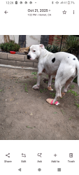 Lost Female Dog last seen pioneer , Las Vegas, NV 89107