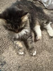Reunited Female Cat last seen libby rd, Maple Heights, OH 44137