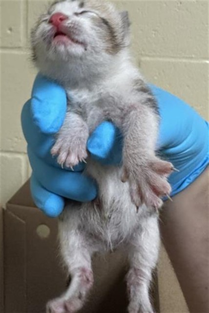 Shelter Stray Male Cat last seen DISPLAY WAY & TAYLOR ST, Sacramento, CA 95818