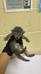 Shelter Stray Male Cat last seen 37TH ST & PANSY AVE, Sacramento, CA 95818
