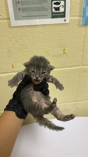 Shelter Stray Male Cat last seen 37TH ST & PANSY AVE, Sacramento, CA 95818