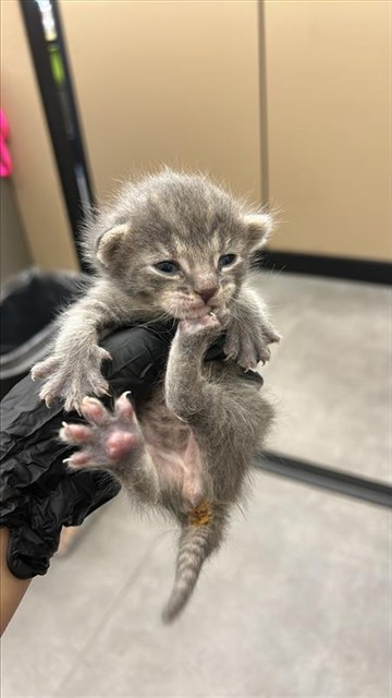 Shelter Stray Male Cat last seen 37TH ST & PANSY AVE, Sacramento, CA 95818