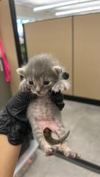 Shelter Stray Female Cat last seen 37TH ST & PANSY AVE, Sacramento, CA 95818