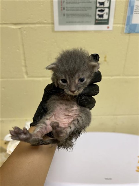 Shelter Stray Female Cat last seen 37TH ST & PANSY AVE, Sacramento, CA 95818