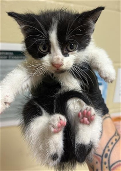 Shelter Stray Female Cat last seen FLORIN RD & INDIAN LN, Sacramento, CA 95818