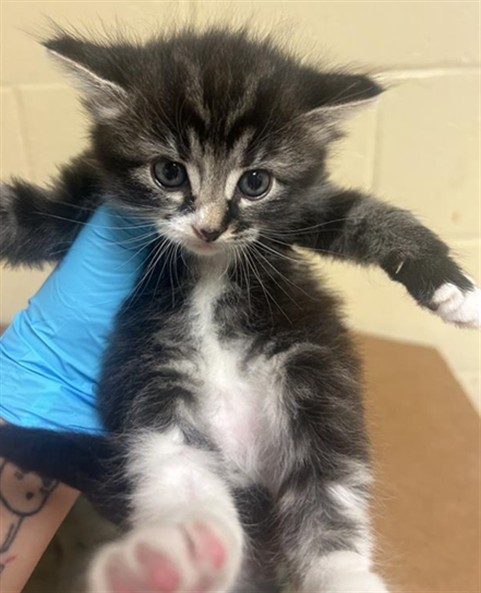 Shelter Stray Male Cat last seen KOKOMO DR & NEW MARKET DR, Sacramento, CA 95818