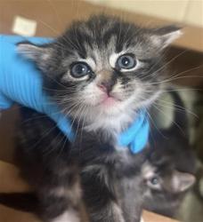Shelter Stray Female Cat last seen KOKOMO DR & NEW MARKET DR, Sacramento, CA 95818