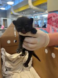Shelter Stray Female Cat last seen TRANSFER, Jacksonville, FL 32204