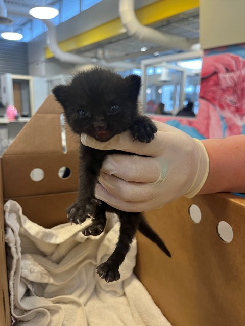 Shelter Stray Female Cat last seen TRANSFER, Jacksonville, FL 32204