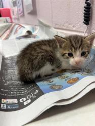 Shelter Stray Male Cat last seen TRANSFER, Jacksonville, FL 32204