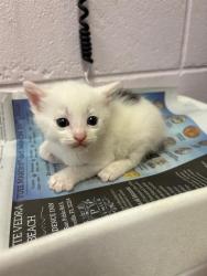 Shelter Stray Male Cat last seen TRANSFER, Jacksonville, FL 32204