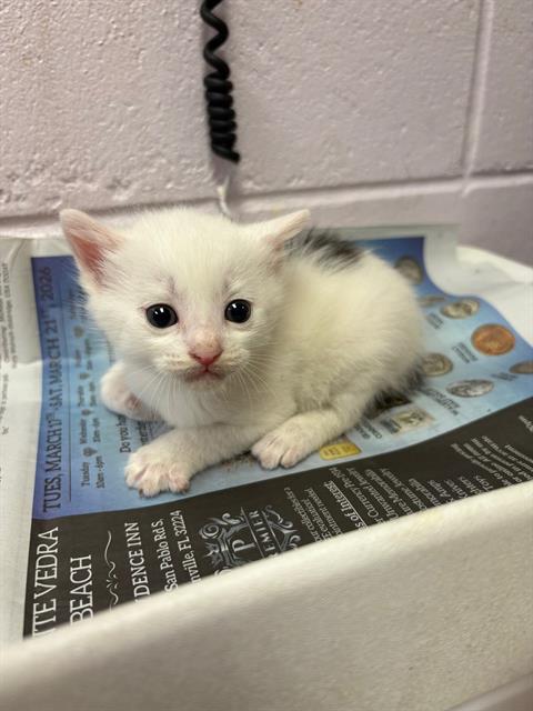 Shelter Stray Male Cat last seen TRANSFER, Jacksonville, FL 32204