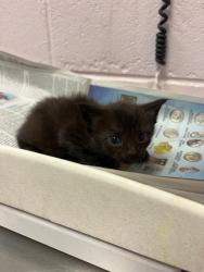 Shelter Stray Male Cat last seen TRANSFER, Jacksonville, FL 32204