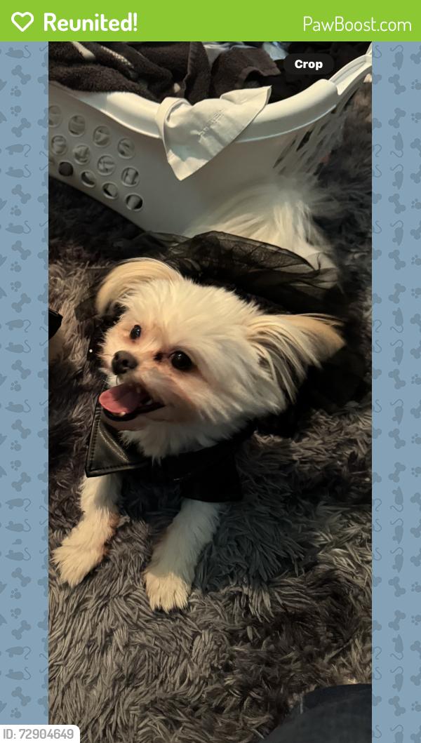 Reunited Female Dog last seen Harvard e 114th, Cleveland, OH 44105