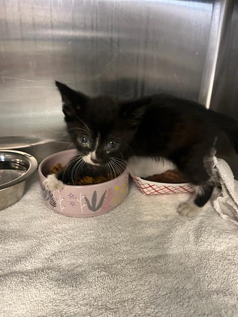 Shelter Stray Male Cat last seen Near BLOCK W COLONY PINE CIR, Jacksonville, FL 32204