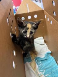 Shelter Stray Female Cat last seen OLIVER ST, Jacksonville, FL 32204