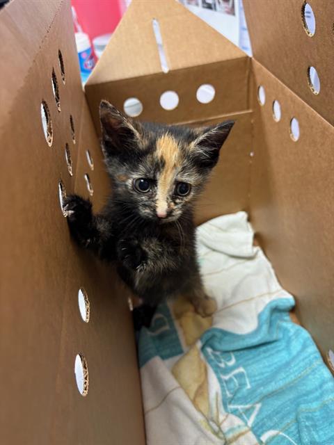 Shelter Stray Female Cat last seen OLIVER ST, Jacksonville, FL 32204