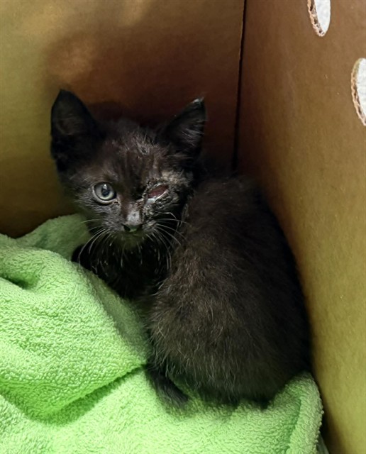 Shelter Stray Male Cat last seen ATLANTIC BLVD, Jacksonville, FL 32204