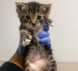 Shelter Stray Male Cat last seen Near Belt Street, San Diego, CA, 92124, San Diego, CA 92110