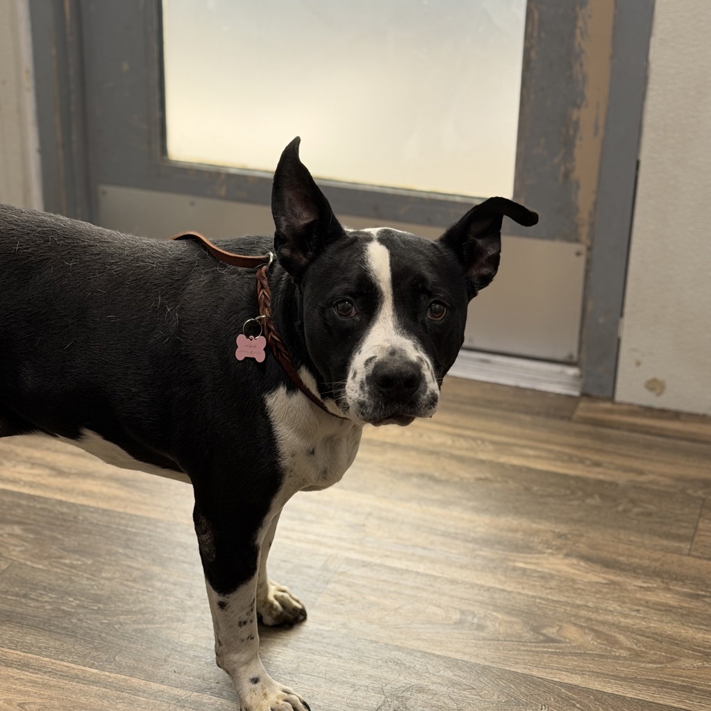 Shelter Stray Female Dog last seen Near Crown Point Drive, San Diego, CA, 92109, San Diego, CA 92110