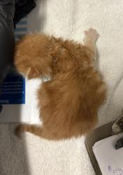 Shelter Stray Male Cat last seen Near Linwood Street, San Diego, CA, 92103, Oceanside, CA 92058