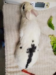 Shelter Stray Female Rabbit last seen Near Parkside Drive, Oceanside, CA, 92057, Oceanside, CA 92058