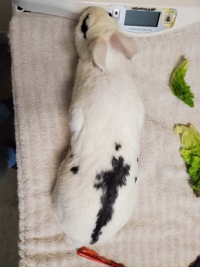 Shelter Stray Female Rabbit last seen Near Parkside Drive, Oceanside, CA, 92057, Oceanside, CA 92058