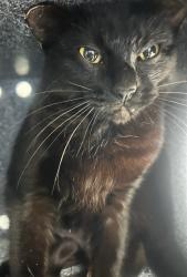 Shelter Stray Female Cat last seen Near 54th Place, San Diego, CA, 92115, San Diego, CA 92110