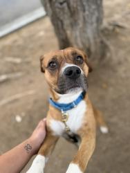 Shelter Stray Male Dog last seen Near Doriana Street, San Diego, CA, 92139, San Diego, CA 92110