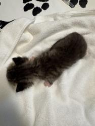 Shelter Stray Female Cat last seen Near Walker Way, Vista, CA, 92083, Oceanside, CA 92058