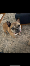 Lost Male Dog last seen Near crow canyon dr, Folsom, CA 95630