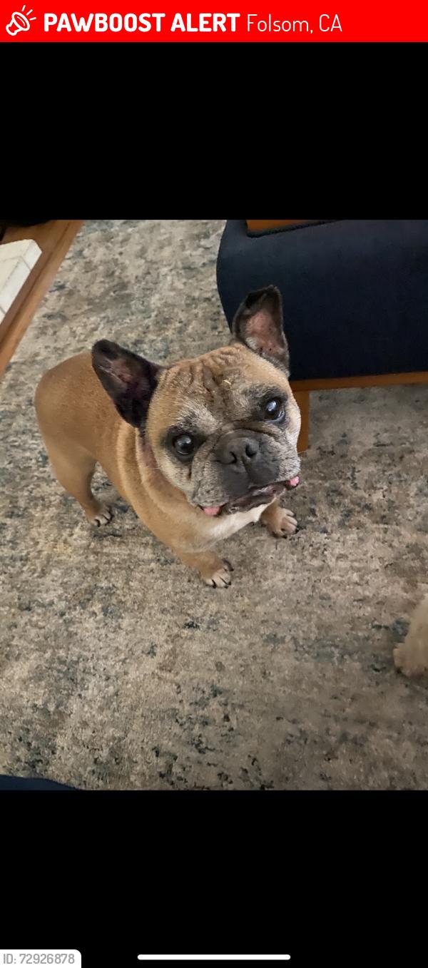 Lost Male Dog last seen Near crow canyon dr, Folsom, CA 95630