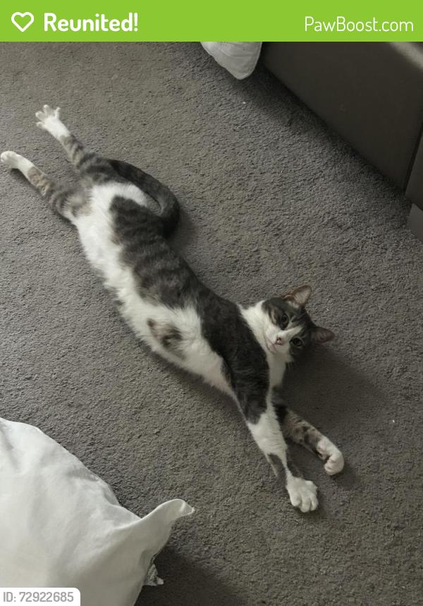 Reunited Female Cat last seen White Mangrove Dr., Wimauma, FL 33598