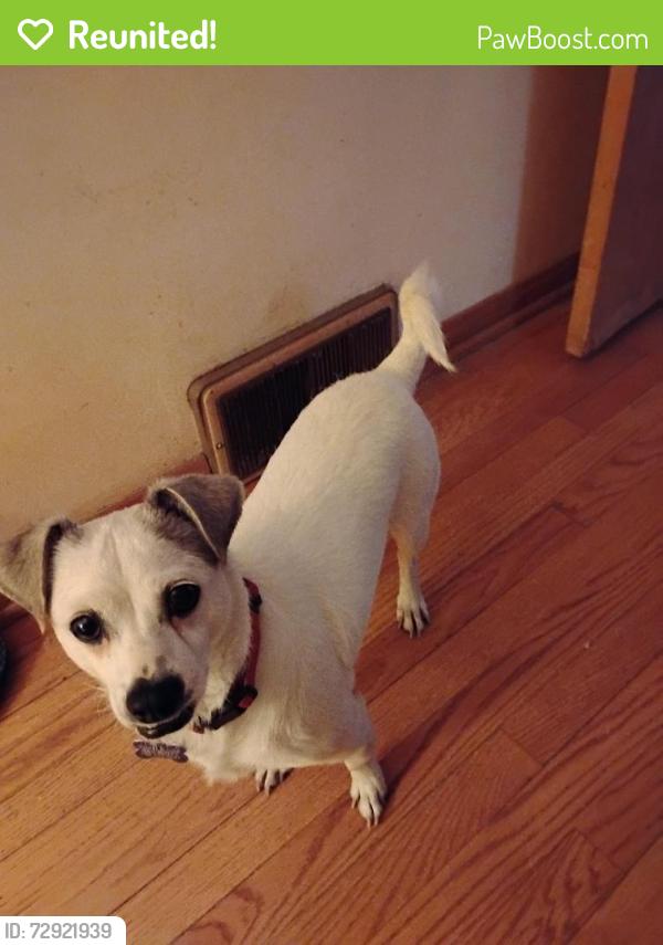Reunited Male Dog last seen Geneva and st. Charles, Bellwood, IL 60104