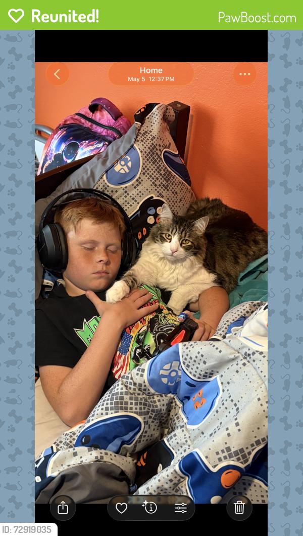 Reunited Male Cat last seen Kiowa rd , Apple Valley, CA 92308