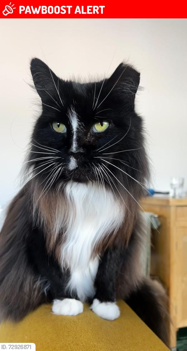 Lost Female Cat last seen Florentia Village, Harringay Warehouse District, England N4 1TD
