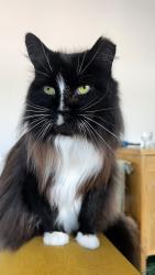 Lost Female Cat last seen Florentia Village, Harringay Warehouse District, England N4 1TD