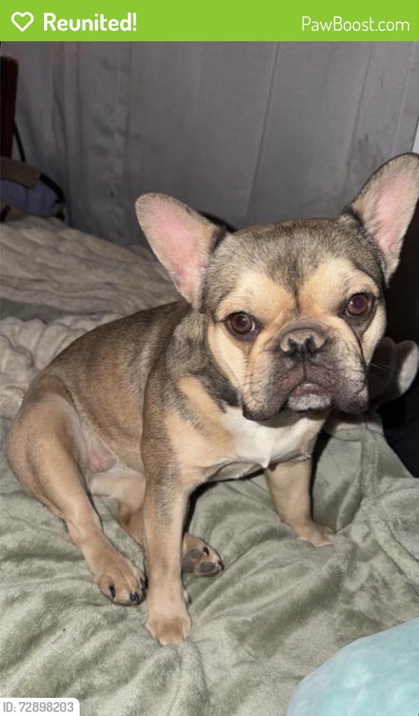 Reunited Female Dog last seen Maryland st louis , St. Louis, MO 63108