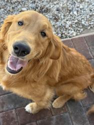 Reunited Male Dog last seen Near S Old Nogales Hwy, Tucson, AZ 85756, USA, Tucson, AZ 85756
