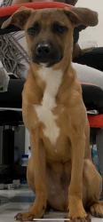 Reunited Male Dog last seen Near NE 2nd Ave, Miami Shores, FL 33161, USA, Miami Shores, FL 33161